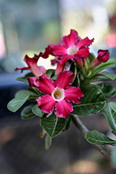 Desert Rose (Adenium obesum) at Debbie's Greenhouse & Garden Centre