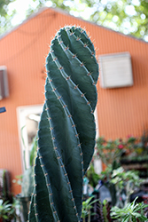 Spiral Cactus (Cereus forbesii 'Spiralis') at Debbie's Greenhouse & Garden Centre