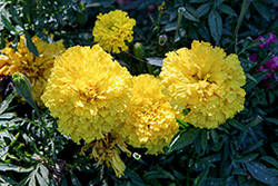 Big Duck Yellow Marigold (Tagetes erecta 'Big Duck Yellow') at Debbie's Greenhouse & Garden Centre
