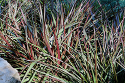 Regal Princess Fountain Grass (Pennisetum 'Tift 15') at Debbie's Greenhouse & Garden Centre