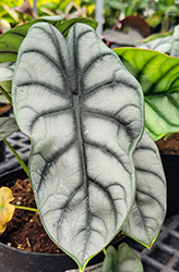 Mythic Silver Dragon Jewel Alocasia (Alocasia baginda 'Silver Dragon') at Debbie's Greenhouse & Garden Centre