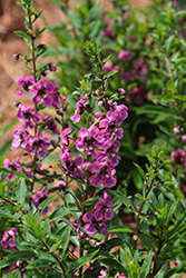 Guardian Angel Berry Sparkler Angelonia (Angelonia angustifolia 'Balguaraberk') at Debbie's Greenhouse & Garden Centre