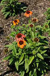 Prairie Blaze Orange Sunset Coneflower (Echinacea purpurea 'Prairie Blaze Orange Sunset') at Debbie's Greenhouse & Garden Centre