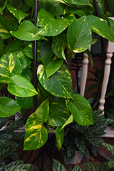 Golden Pothos (Epipremnum aureum) at Debbie's Greenhouse & Garden Centre