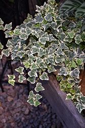Glacier Ivy (Hedera helix 'Glacier') at Debbie's Greenhouse & Garden Centre