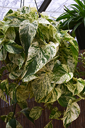 Marble Queen Golden Pothos (Epipremnum aureum 'Marble Queen') at Debbie's Greenhouse & Garden Centre