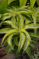 Lemon Lime Dracaena (Dracaena deremensis 'Lemon Lime') at Debbie's Greenhouse & Garden Centre