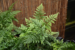White Rabbit's Foot Fern (Humata tyermanii) at Debbie's Greenhouse & Garden Centre