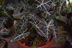 Amazon Elephant's Ear (Alocasia 'Amazonica') at Debbie's Greenhouse & Garden Centre