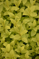 Double Play Gold Spirea (Spiraea japonica 'Yan') at Debbie's Greenhouse & Garden Centre