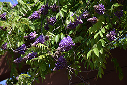 Blue Moon Wisteria (Wisteria macrostachya 'Blue Moon') at Debbie's Greenhouse & Garden Centre