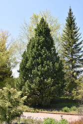 Swiss Stone Pine (Pinus cembra) at Debbie's Greenhouse & Garden Centre