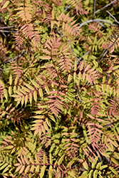 Sem False Spirea (Sorbaria sorbifolia 'Sem') at Debbie's Greenhouse & Garden Centre