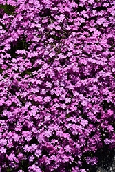 Emerald Pink Moss Phlox (Phlox subulata 'Emerald Pink') at Debbie's Greenhouse & Garden Centre