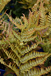 Brilliance Autumn Fern (Dryopteris erythrosora 'Brilliance') at Debbie's Greenhouse & Garden Centre