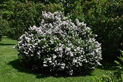 Miss Kim Lilac (Syringa patula 'Miss Kim') at Debbie's Greenhouse & Garden Centre