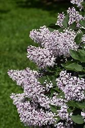 Miss Kim Lilac (Syringa patula 'Miss Kim') at Debbie's Greenhouse & Garden Centre