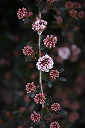 Little Devil Ninebark (Physocarpus opulifolius 'Donna May') at Debbie's Greenhouse & Garden Centre