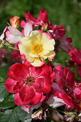 Campfire Rose (Rosa 'Campfire') at Debbie's Greenhouse & Garden Centre