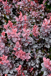 Concorde Japanese Barberry (Berberis thunbergii 'Concorde') at Debbie's Greenhouse & Garden Centre