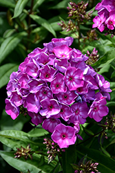 Grape Lollipop Garden Phlox (Phlox paniculata 'Ditomsur') at Debbie's Greenhouse & Garden Centre