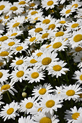 Becky Shasta Daisy (Leucanthemum x superbum 'Becky') at Debbie's Greenhouse & Garden Centre
