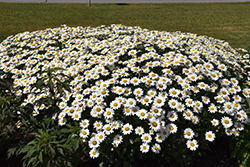 Becky Shasta Daisy (Leucanthemum x superbum 'Becky') at Debbie's Greenhouse & Garden Centre