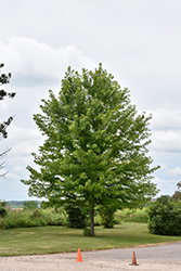 Autumn Blaze Maple (Acer x freemanii 'Jeffersred') at Debbie's Greenhouse & Garden Centre