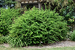 Emerald Carousel Barberry (Berberis 'Tara') at Debbie's Greenhouse & Garden Centre