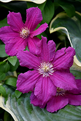 Ernest Markham Clematis (Clematis 'Ernest Markham') at Debbie's Greenhouse & Garden Centre