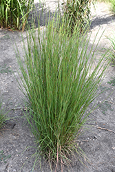 Blaze Little Bluestem (Schizachyrium scoparium 'Blaze') at Debbie's Greenhouse & Garden Centre
