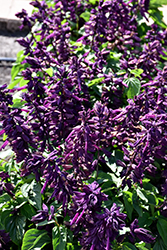Lighthouse Purple Sage (Salvia splendens 'Lighthouse Purple') at Debbie's Greenhouse & Garden Centre
