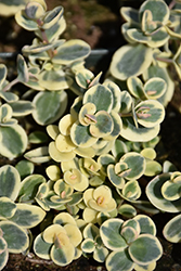 Lime Twister Stonecrop (Sedum 'Lime Twister') at Debbie's Greenhouse & Garden Centre