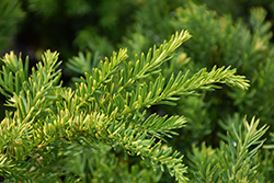 Morden Upright  Japanese Yew (Taxus cuspidata 'Morden Upright') at Debbie's Greenhouse & Garden Centre