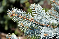 Crystal Blue Spruce (Picea pungens 'Crystal Blue') at Debbie's Greenhouse & Garden Centre