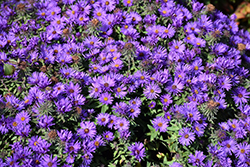 Grape Crush New England Aster (Symphyotrichum novae-angliae 'Grape Crush') at Debbie's Greenhouse & Garden Centre