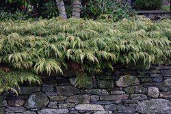 Russian Cypress (Microbiota decussata) at Debbie's Greenhouse & Garden Centre
