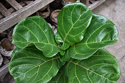 Fiddle Leaf Fig (Ficus lyrata) at Debbie's Greenhouse & Garden Centre