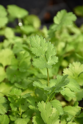 Cilantro (Coriandrum sativum) at Debbie's Greenhouse & Garden Centre