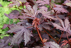 Mahogany Splendor Hibiscus (Hibiscus acetosella 'Mahogany Splendor') at Debbie's Greenhouse & Garden Centre