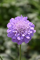 Flutter Deep Blue Pincushion Flower (Scabiosa columbaria 'Balfluttdelu') at Debbie's Greenhouse & Garden Centre