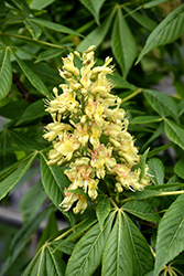Ohio Buckeye (Aesculus glabra) at Debbie's Greenhouse & Garden Centre