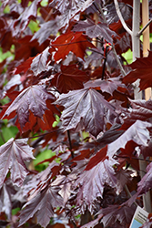 Prairie Splendor Norway Maple (Acer platanoides 'Prairie Splendor') at Debbie's Greenhouse & Garden Centre