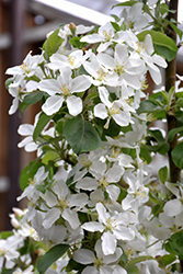 Honeycrisp Apple (Malus 'Honeycrisp') at Debbie's Greenhouse & Garden Centre