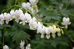 White Bleeding Heart (Dicentra spectabilis 'Alba') at Debbie's Greenhouse & Garden Centre