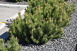 Dwarf Mugo Pine (Pinus mugo var. pumilio) at Debbie's Greenhouse & Garden Centre