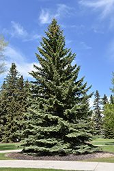 Blue Colorado Spruce (Picea pungens 'var. glauca') at Debbie's Greenhouse & Garden Centre