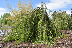 Young's Weeping Birch (Betula pendula 'Youngii') at Debbie's Greenhouse & Garden Centre