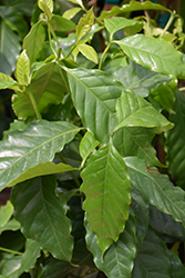 Arabian Coffee (Coffea arabica) at Debbie's Greenhouse & Garden Centre