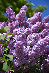 Common Lilac (Syringa vulgaris) at Debbie's Greenhouse & Garden Centre